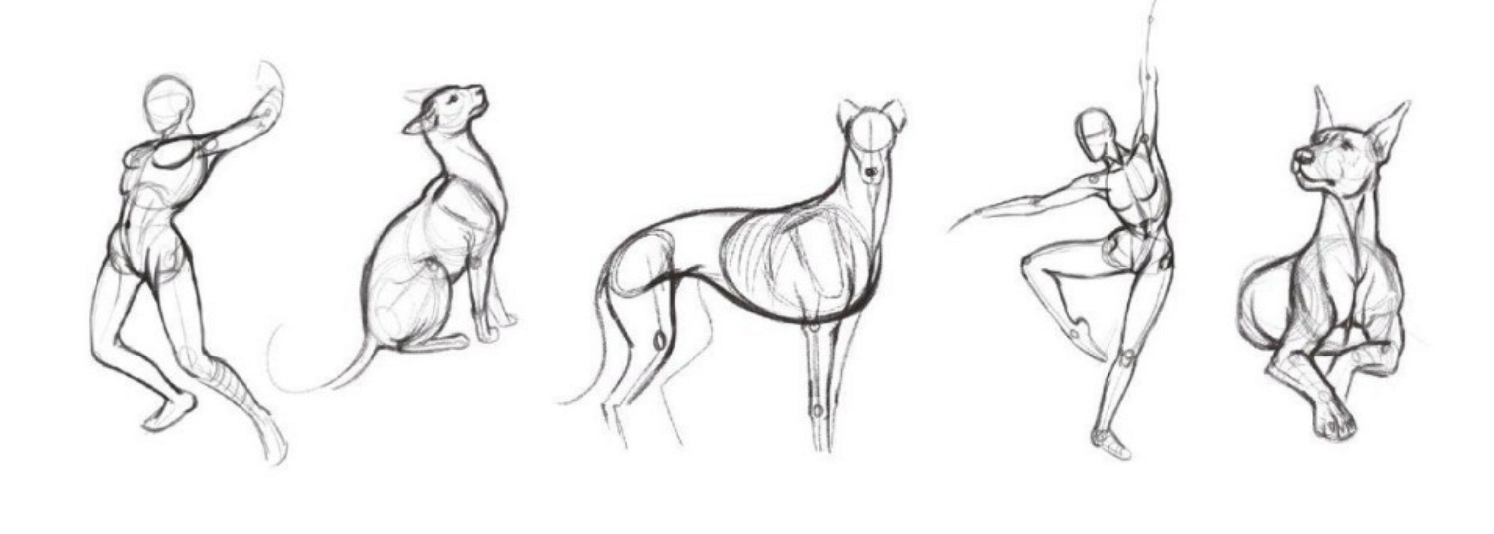 Как легко научиться рисовать анатомию человека и животных (Юлия Соколова)