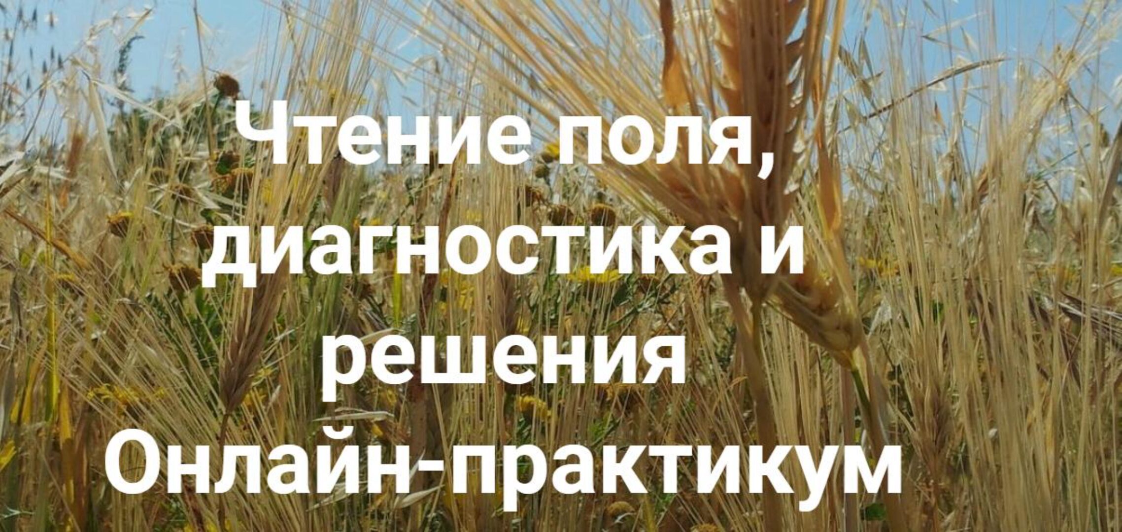 [Институт открытого поля] Чтение поля, диагностика и решения. Вся практика (Елена Веселаго)