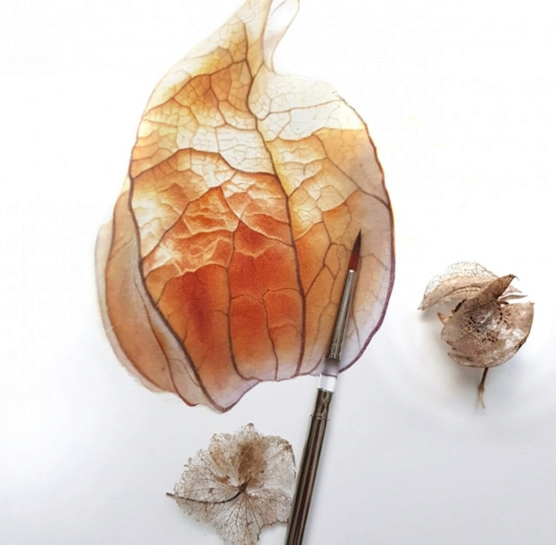 Физалис акварелью (Светлана Ланс)