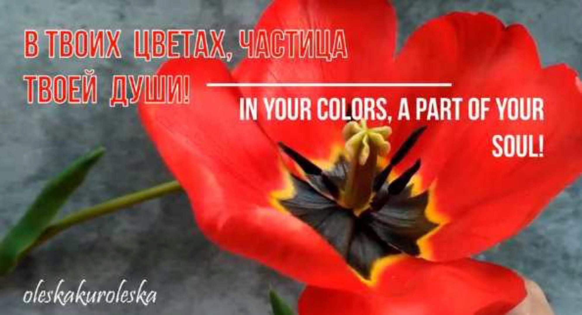 Красный тюльпан из холодного фарфора (Олеся Богданович)