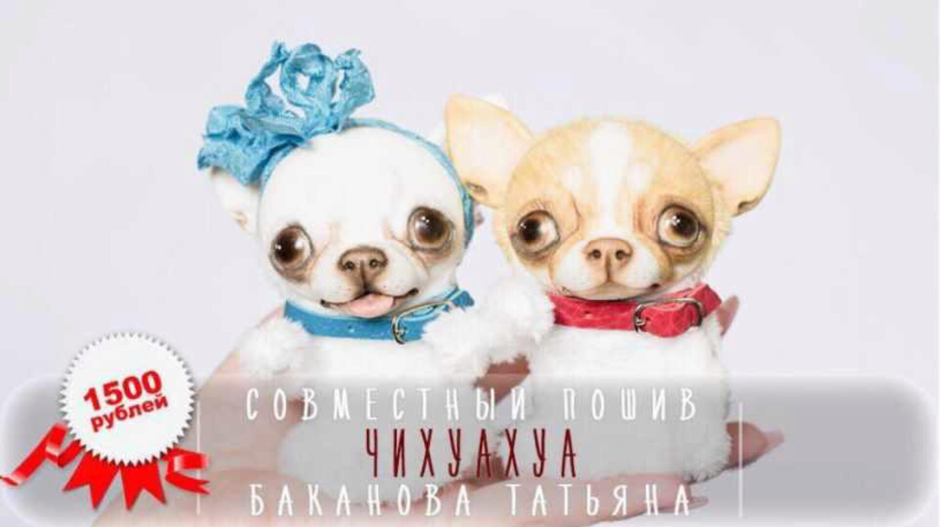 Пошив Чихуа-хуа (Татьяна Баканова)