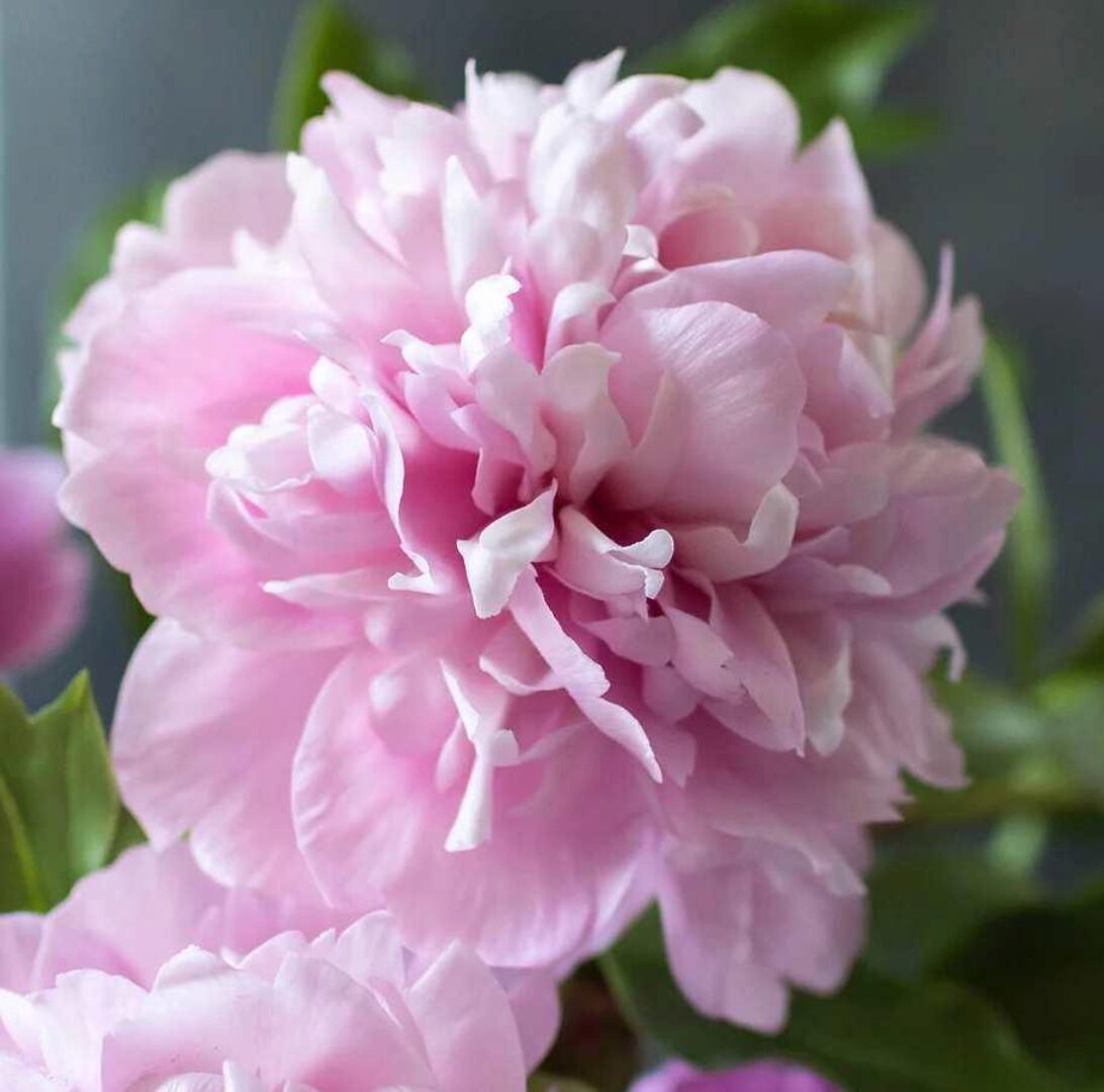 Пион Сара Бернар (Наталья Желонкина)