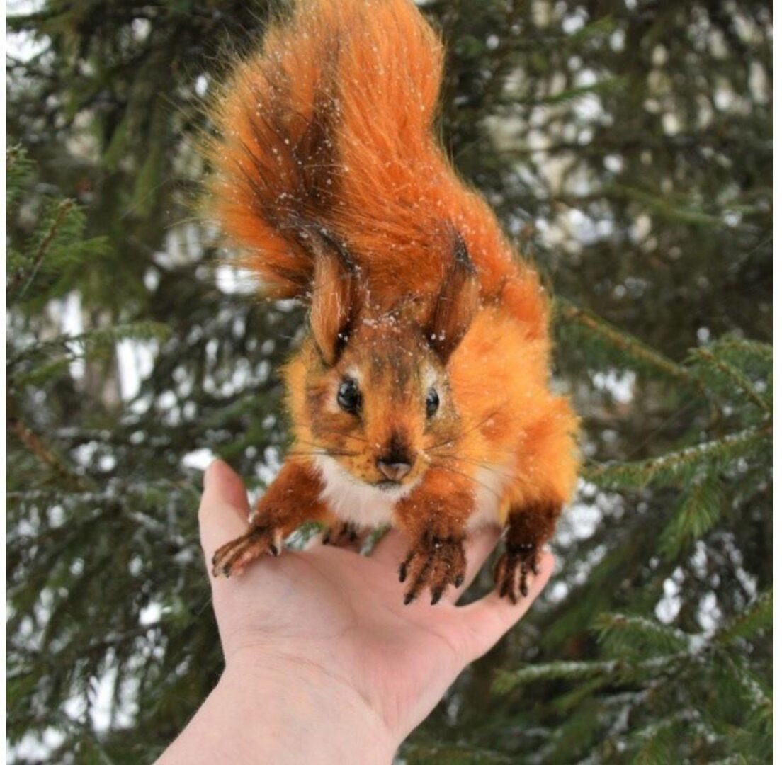 Реалистичная белка (Татьяна Ясное Солнышко)