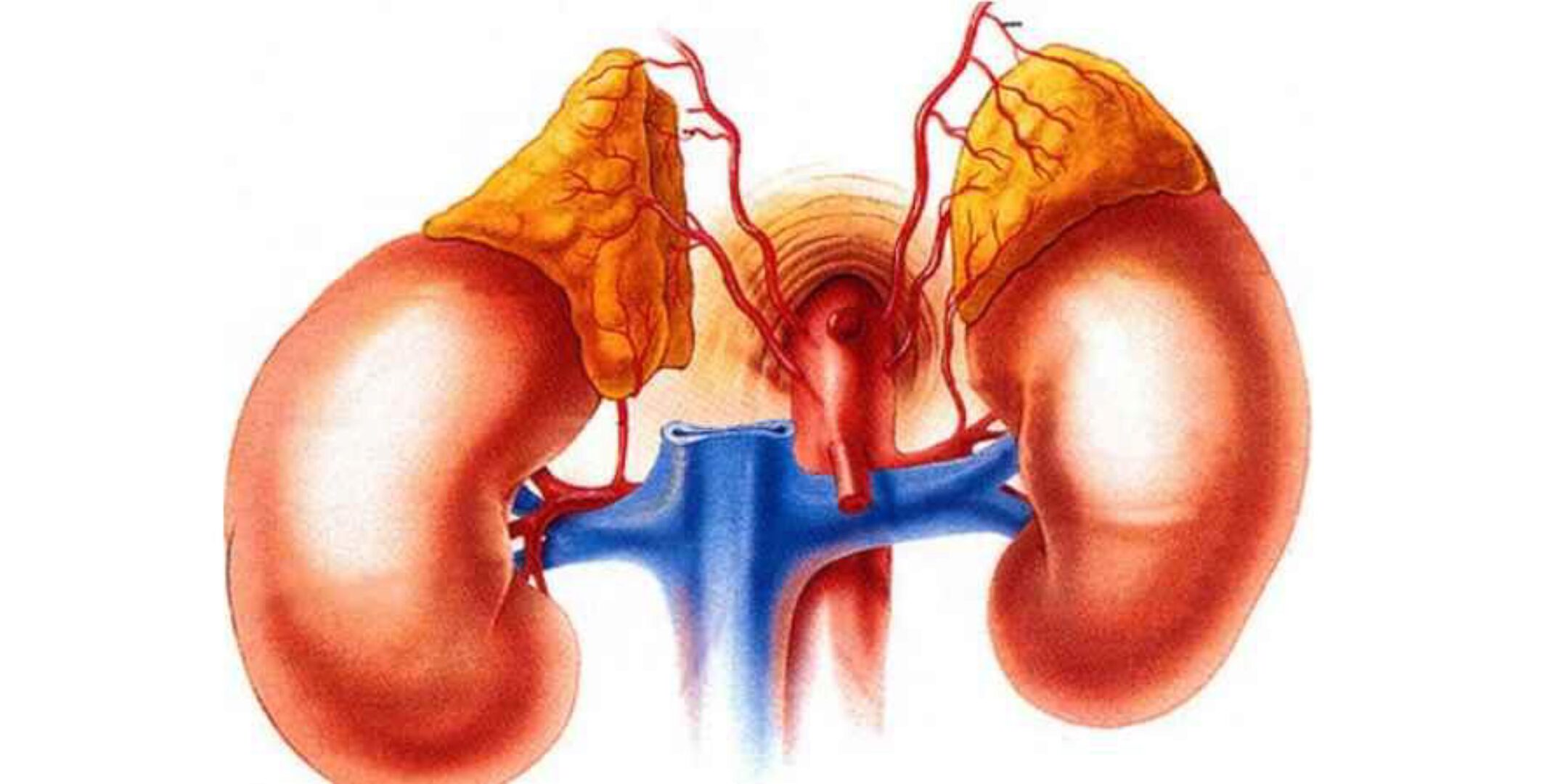 Восстановление при субклинической дисфункции надпочечников (Катя Янг)