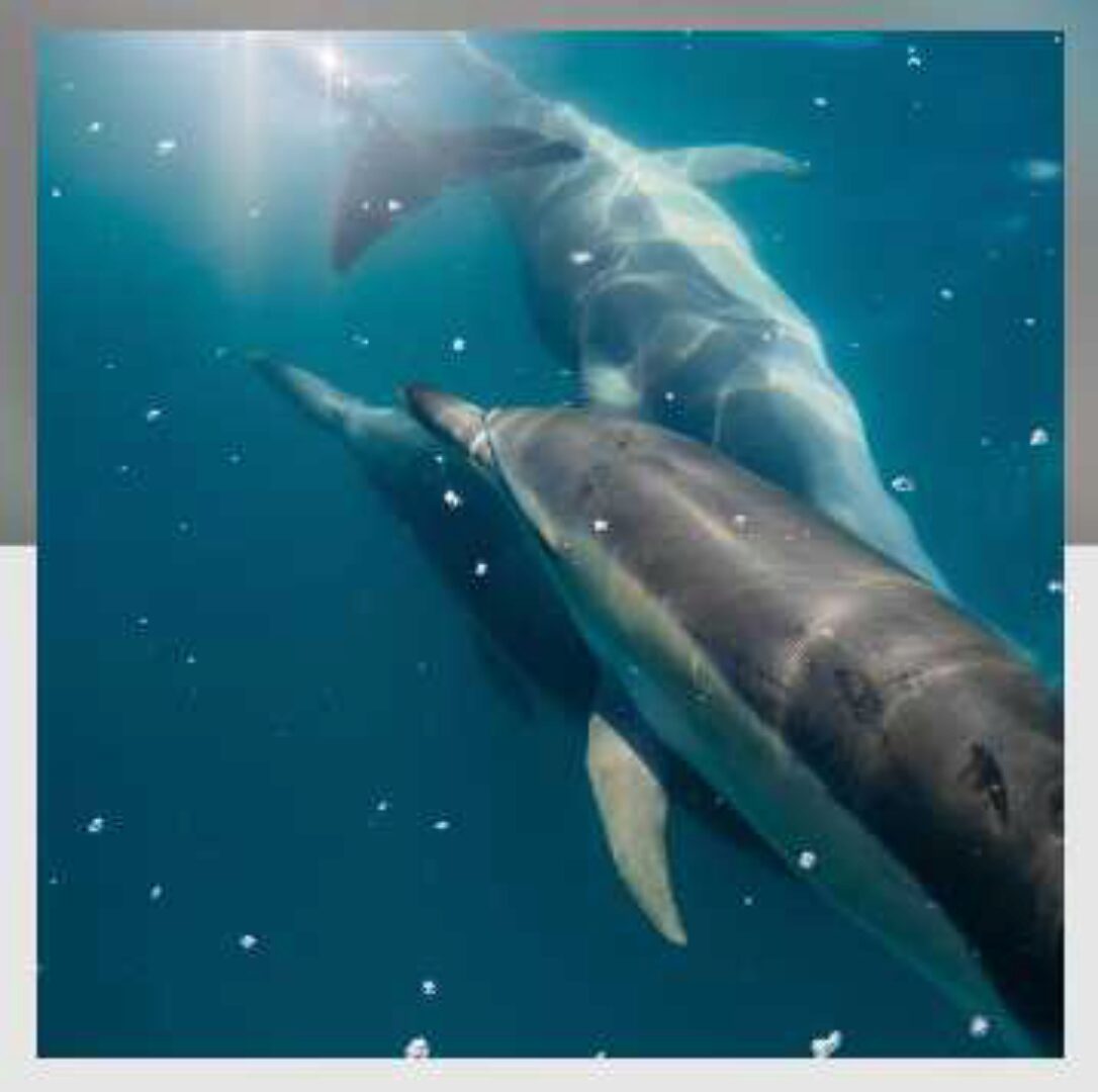 [Митра-Варуна] Саптамша Варга (Анна Ласточкина)