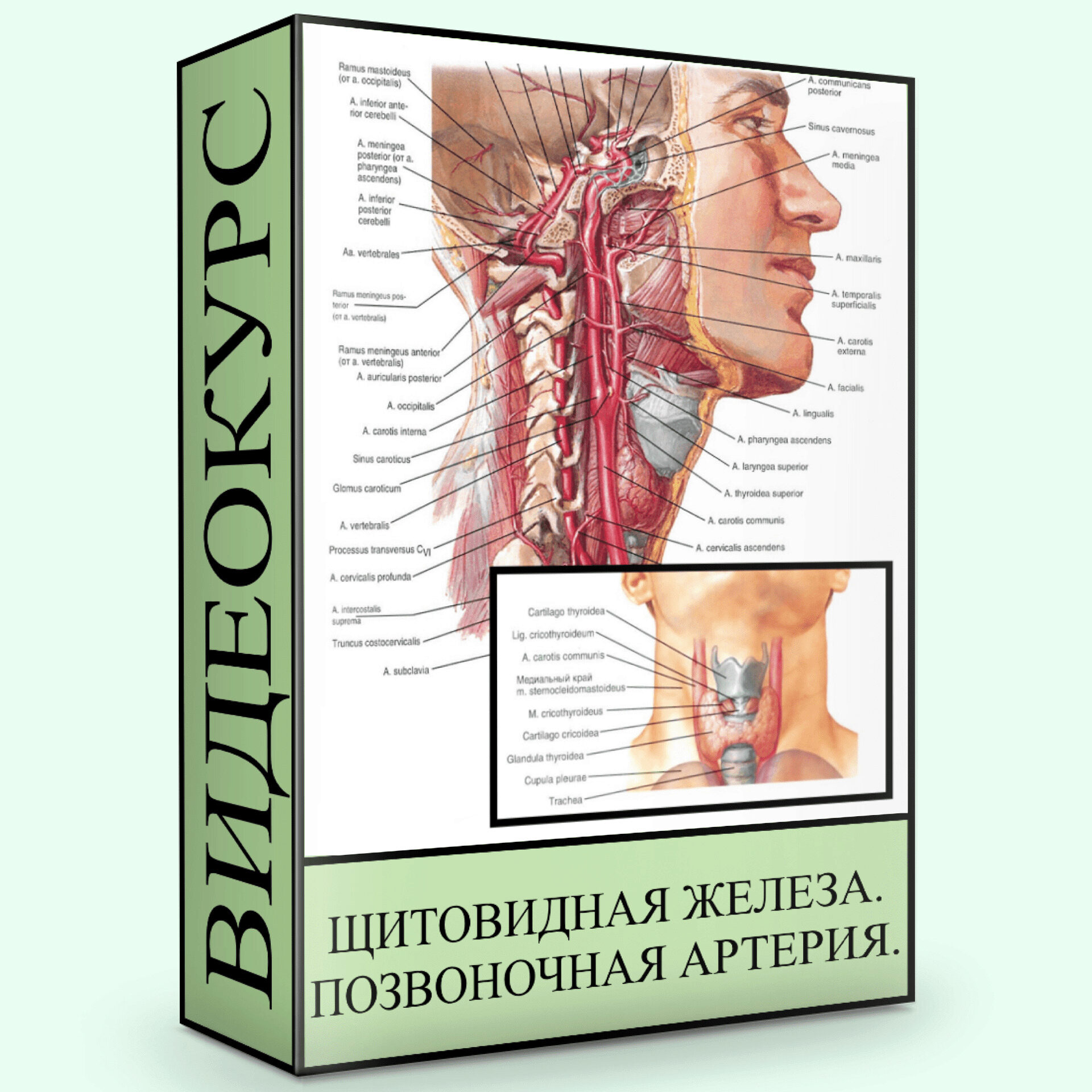 Щитовидная железа. Позвоночная артерия (Людмила Малышева)