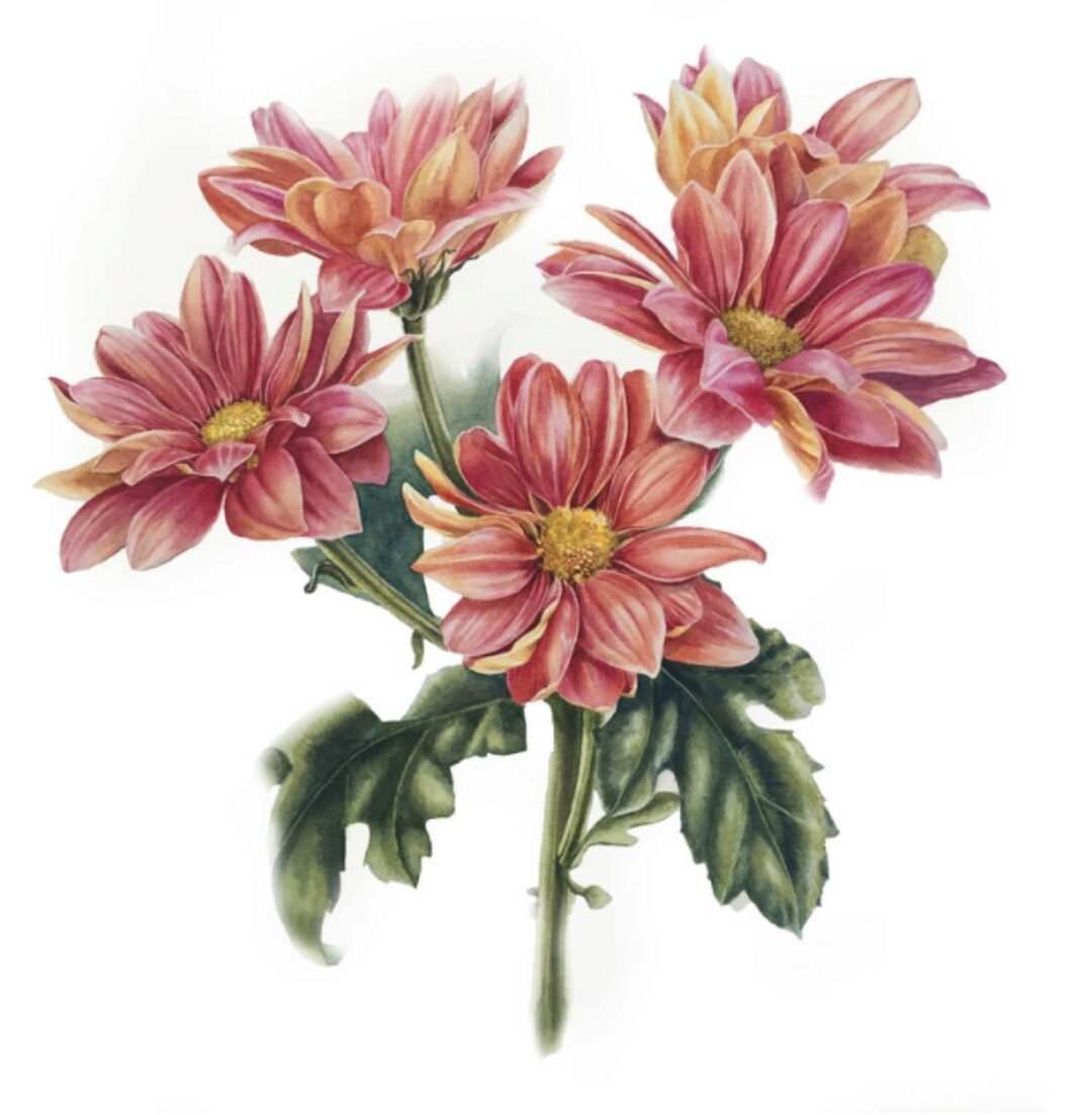 [enterclass] Цветы. Ботаническая иллюстрация (Татьяна Ширбидова)