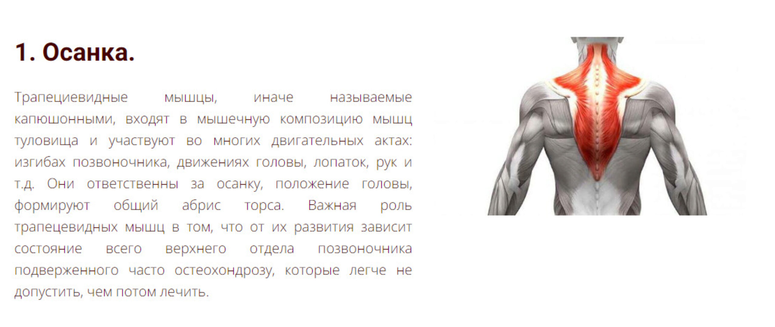 [Кадуцей] Изотоническая гимнастика. Осанка (Константин Мухин)