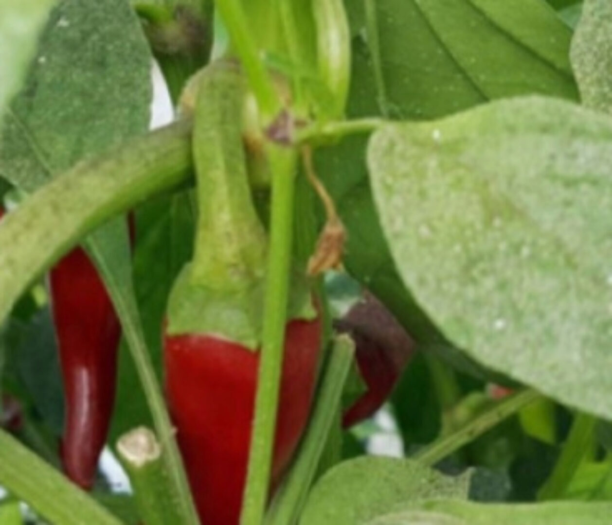 Мир перцев и баклажанов (Кристианна Виниченко)