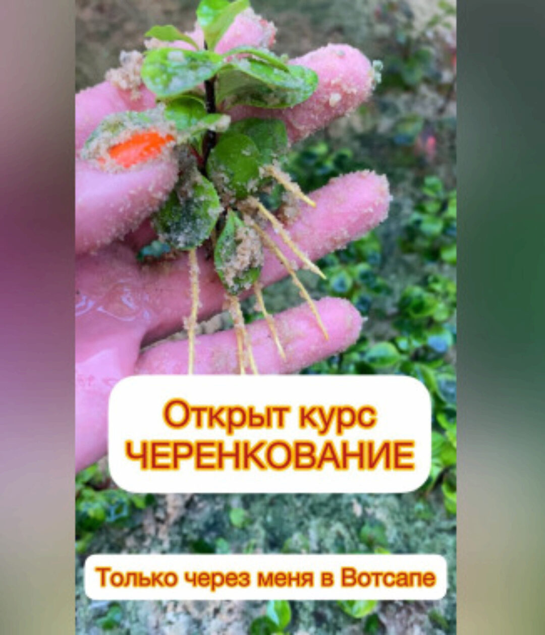 Черенкование (Ева. Сад своими руками)