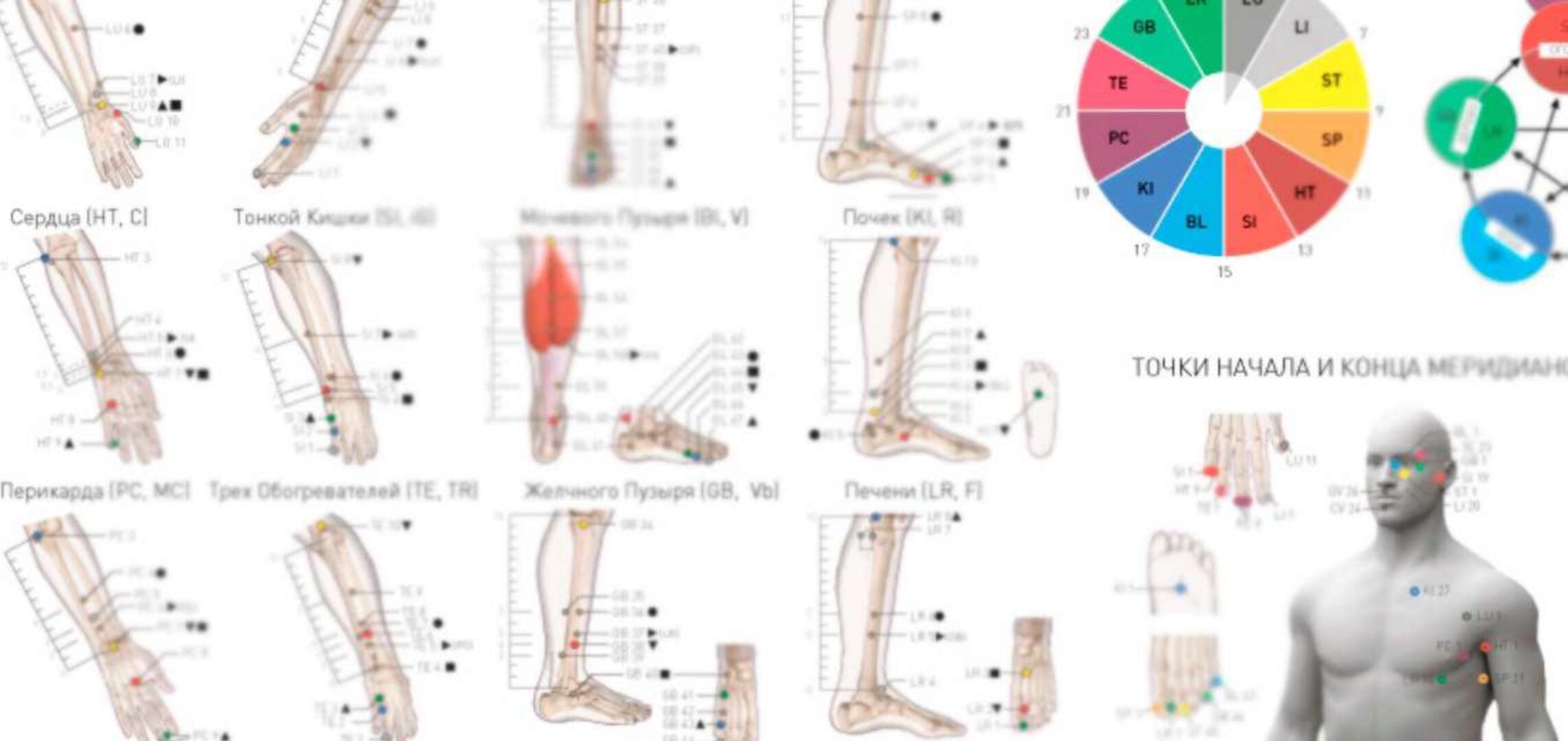 Плакат Меридианы и первоэлементы (KinesioSpace)