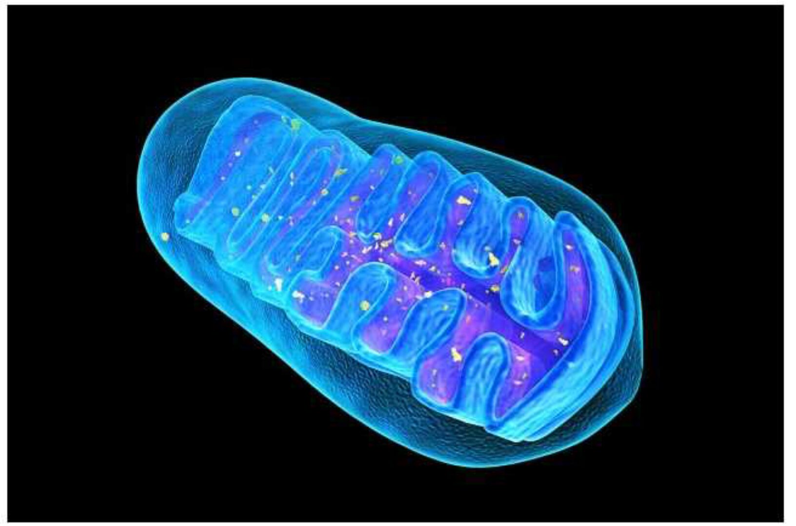 Митохондриальное здоровье [Académie vie exclusive]