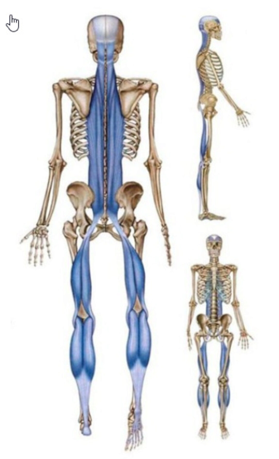 Биомеханика осанки (Владимир Кравцов)