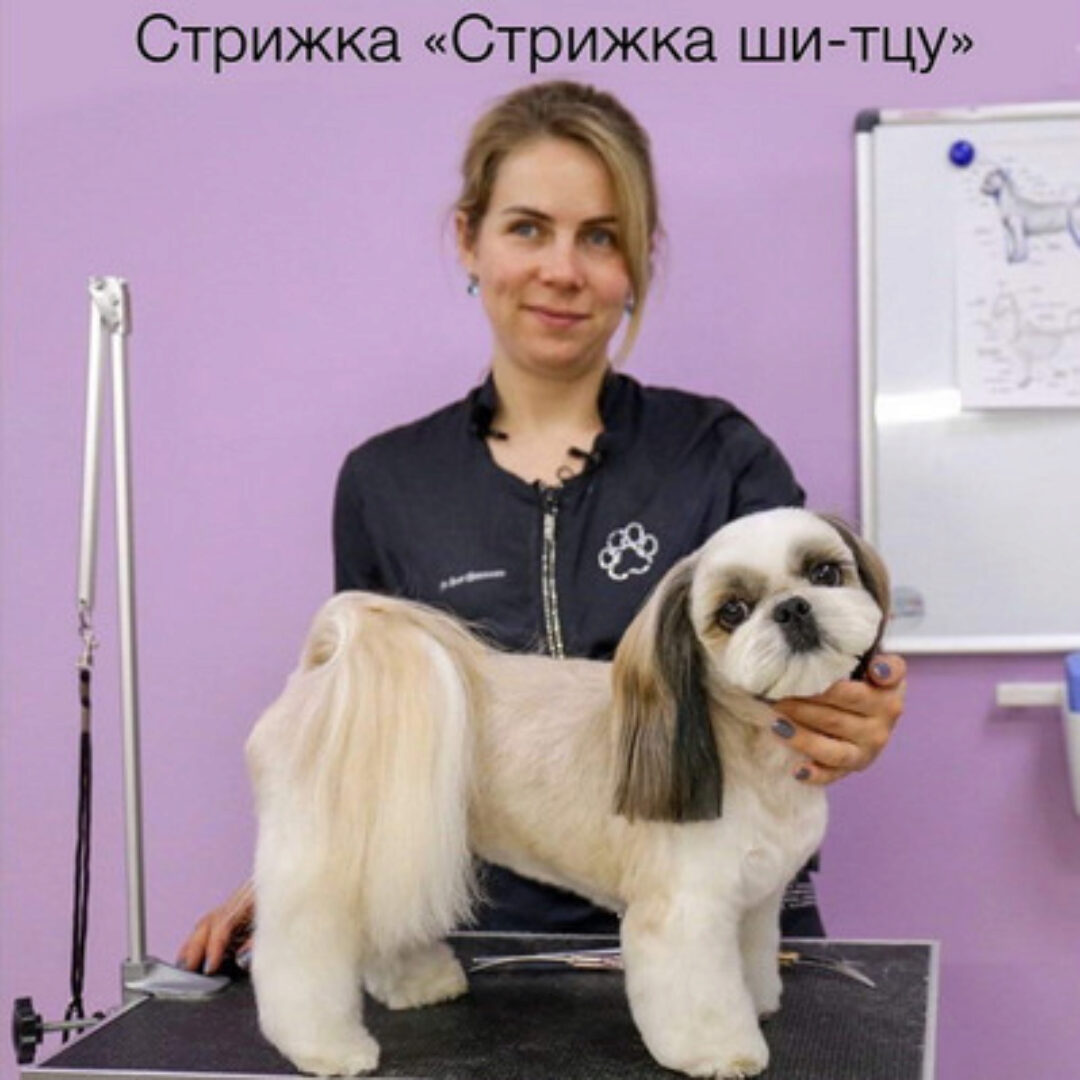 Салонный груминг ши-тцу (Азбука Груминга)