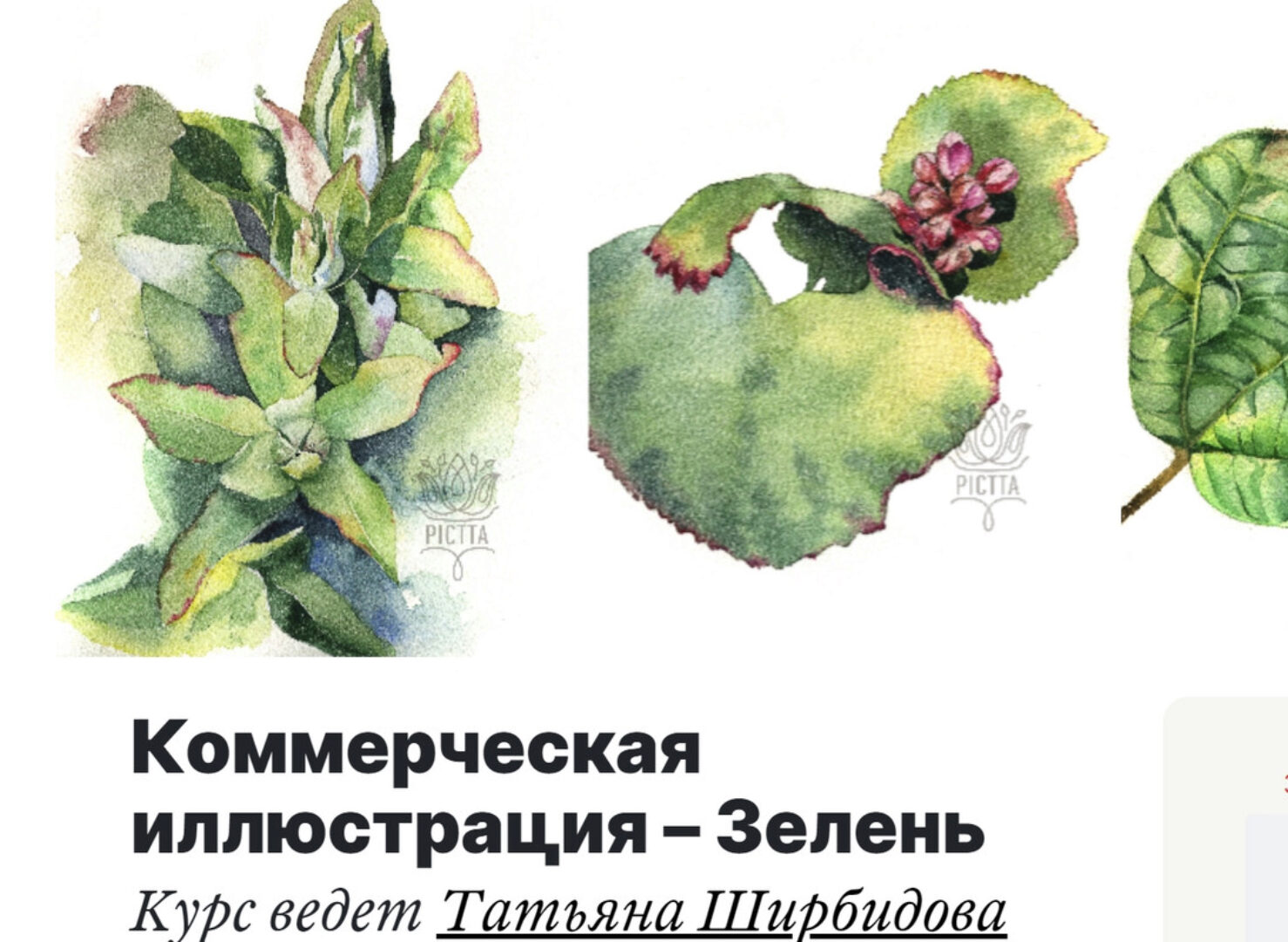 Коммерческая иллюстрация «Зелень» (Татьяна Ширбидова)