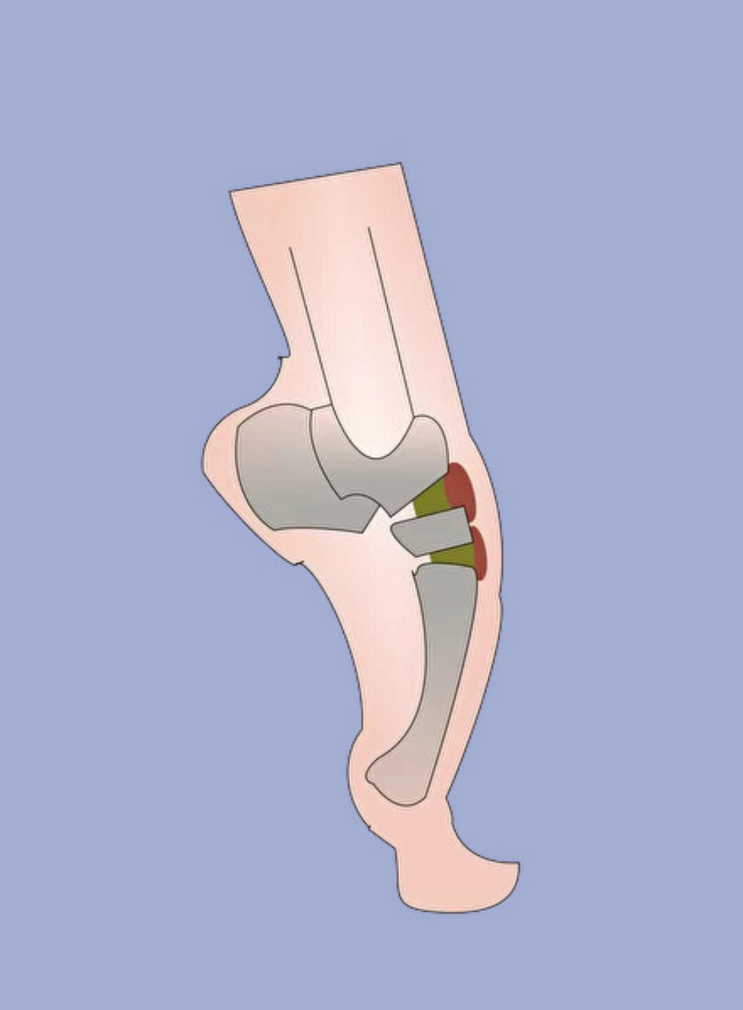 [Арт студия Виталия Лещенко] Бедро, голень, стопа (Александр Рыжкин)