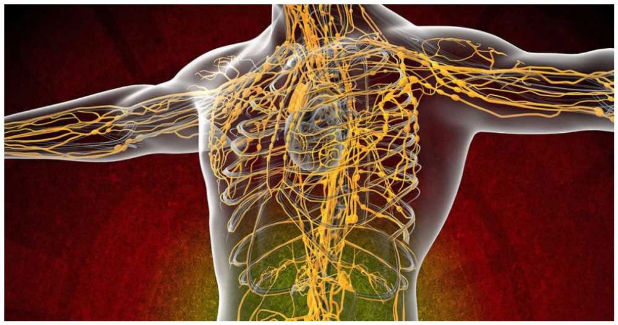 Исцеление лимфы (Юджиния Квант)