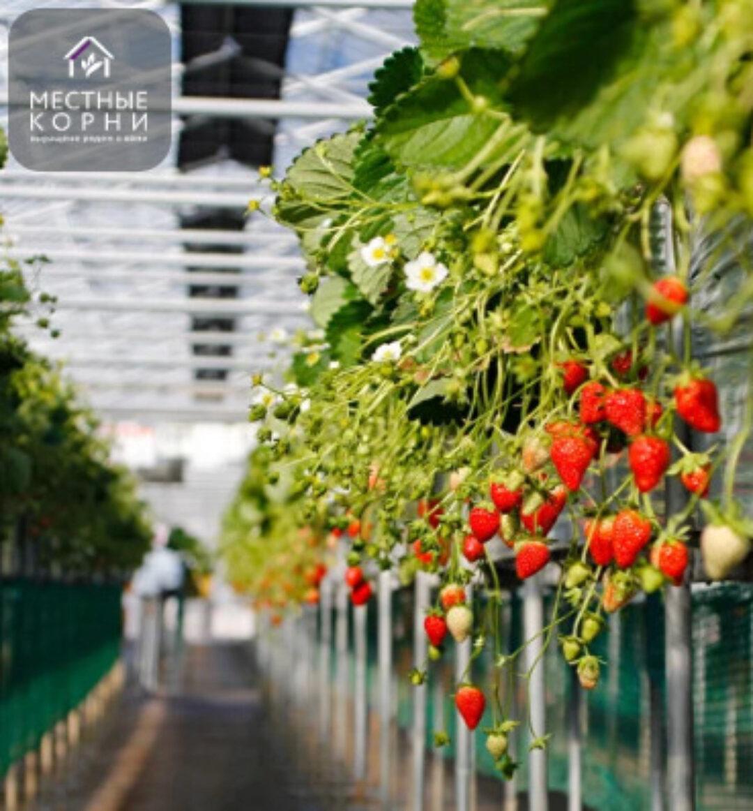 [Местные корни] Выращивание клубники (Майя Хачатурян)