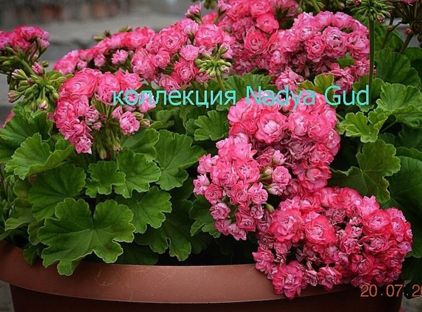 Авторский курс по уходу за пеларгонией,геранью (Надежда Гуд)