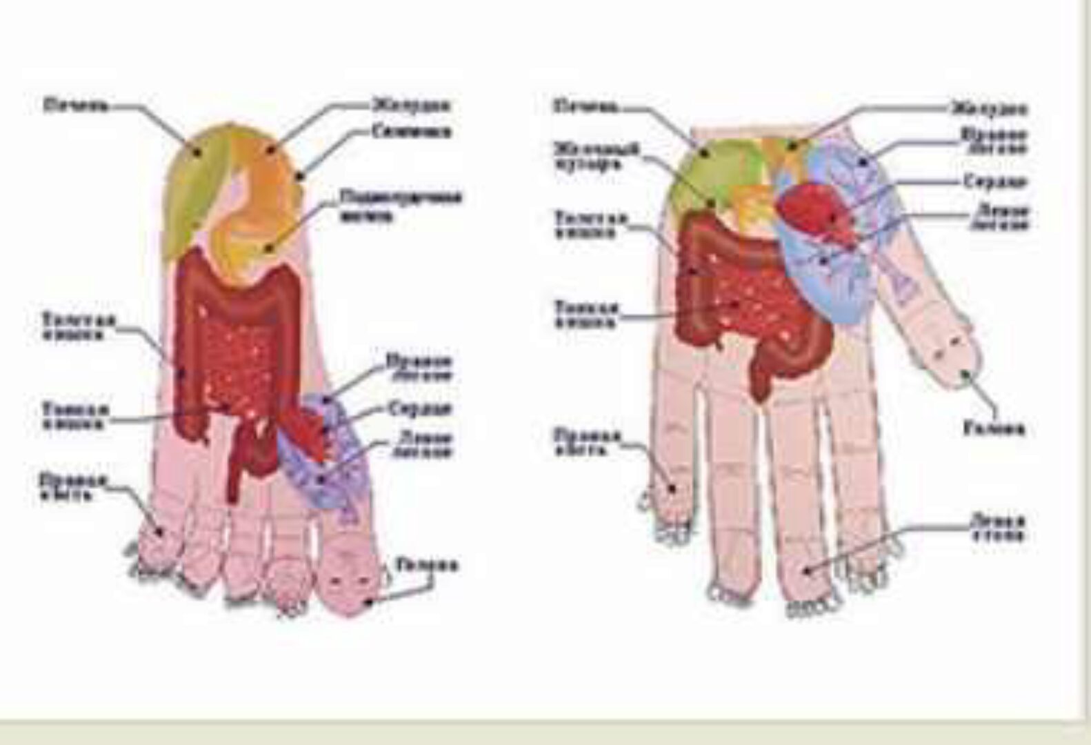 [5 элементов] Основы Су Джок терапии, часть 1 (Елена Макарова)