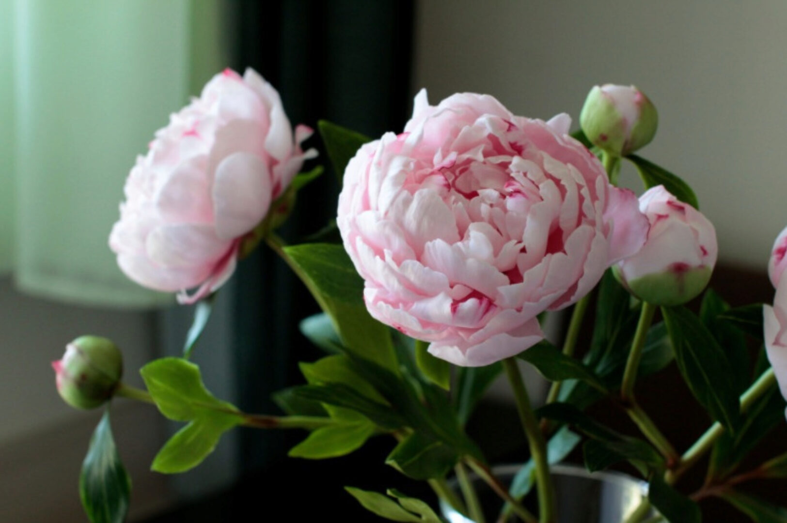 Розовые Пионы из полимерной глины (Марина Головина)