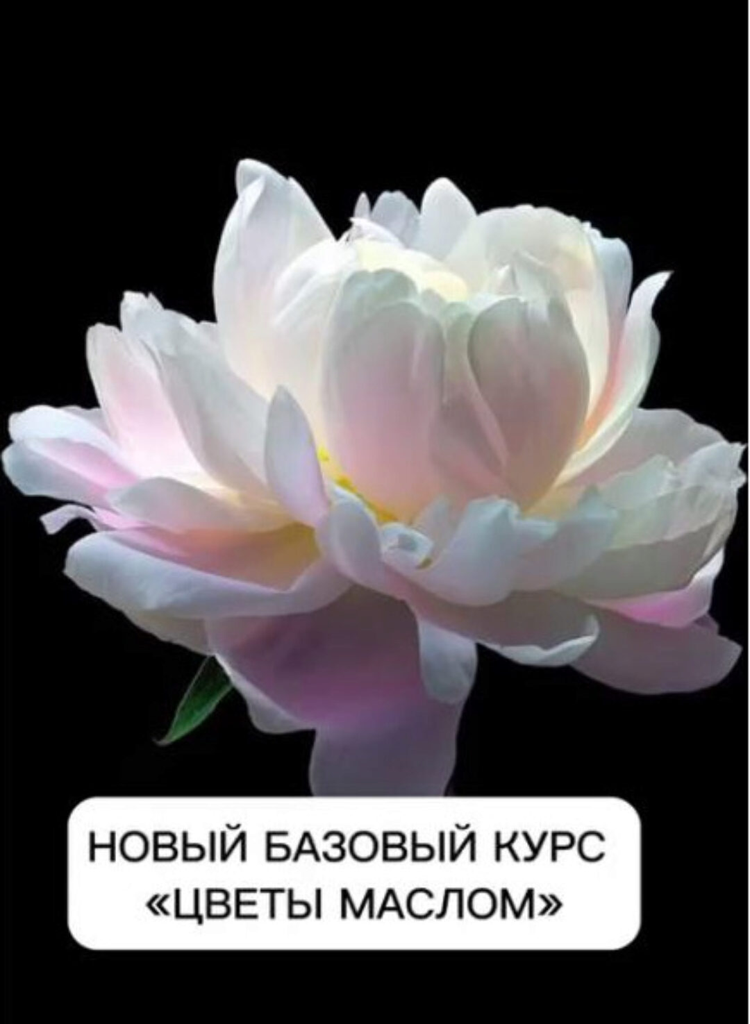 Цветы маслом (Виталий Антипин)