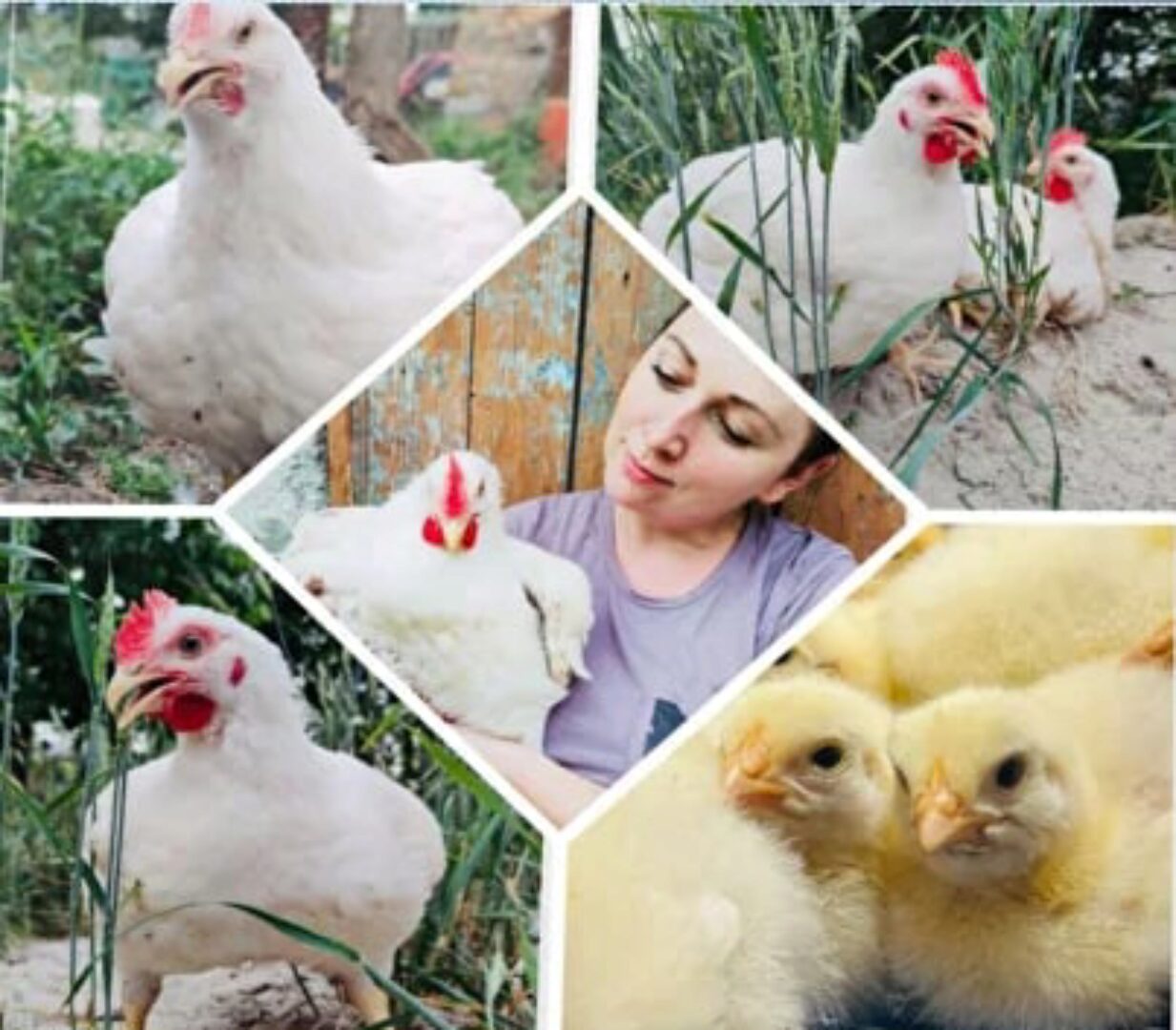 Обучающее руководство по выращиванию бройлеров в условиях ЛПХ (Анна Адамова)