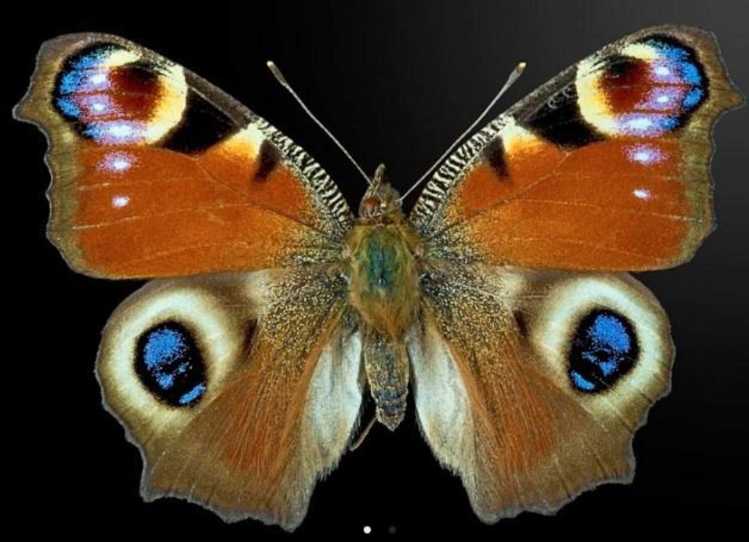 Бабочка [La FLorterra]