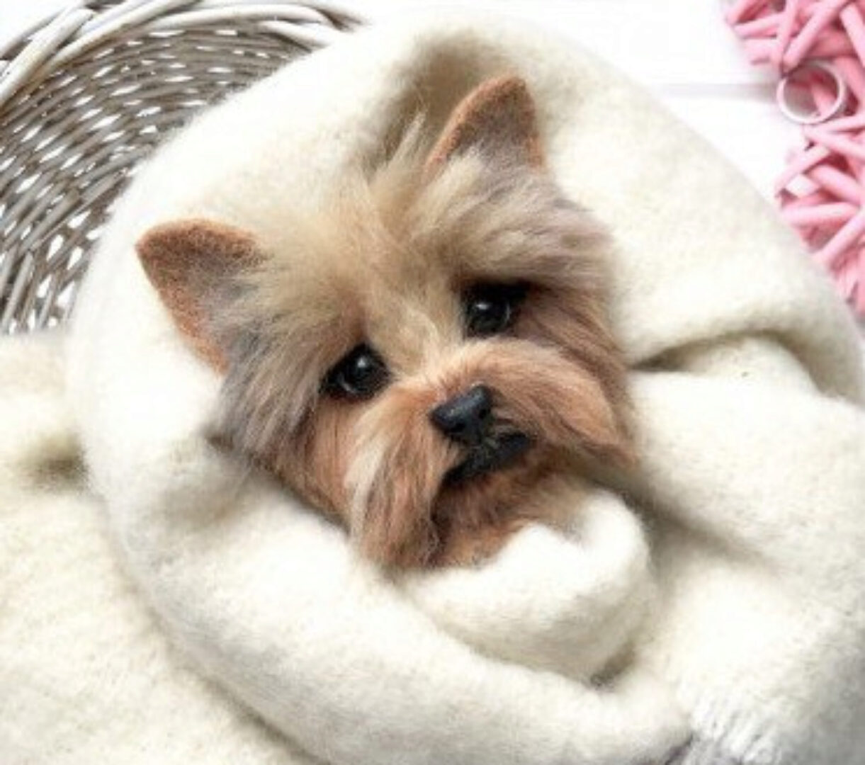 [Валяние] Портретная брошь «Йоркширский терьер» (Екатерина Сосина)