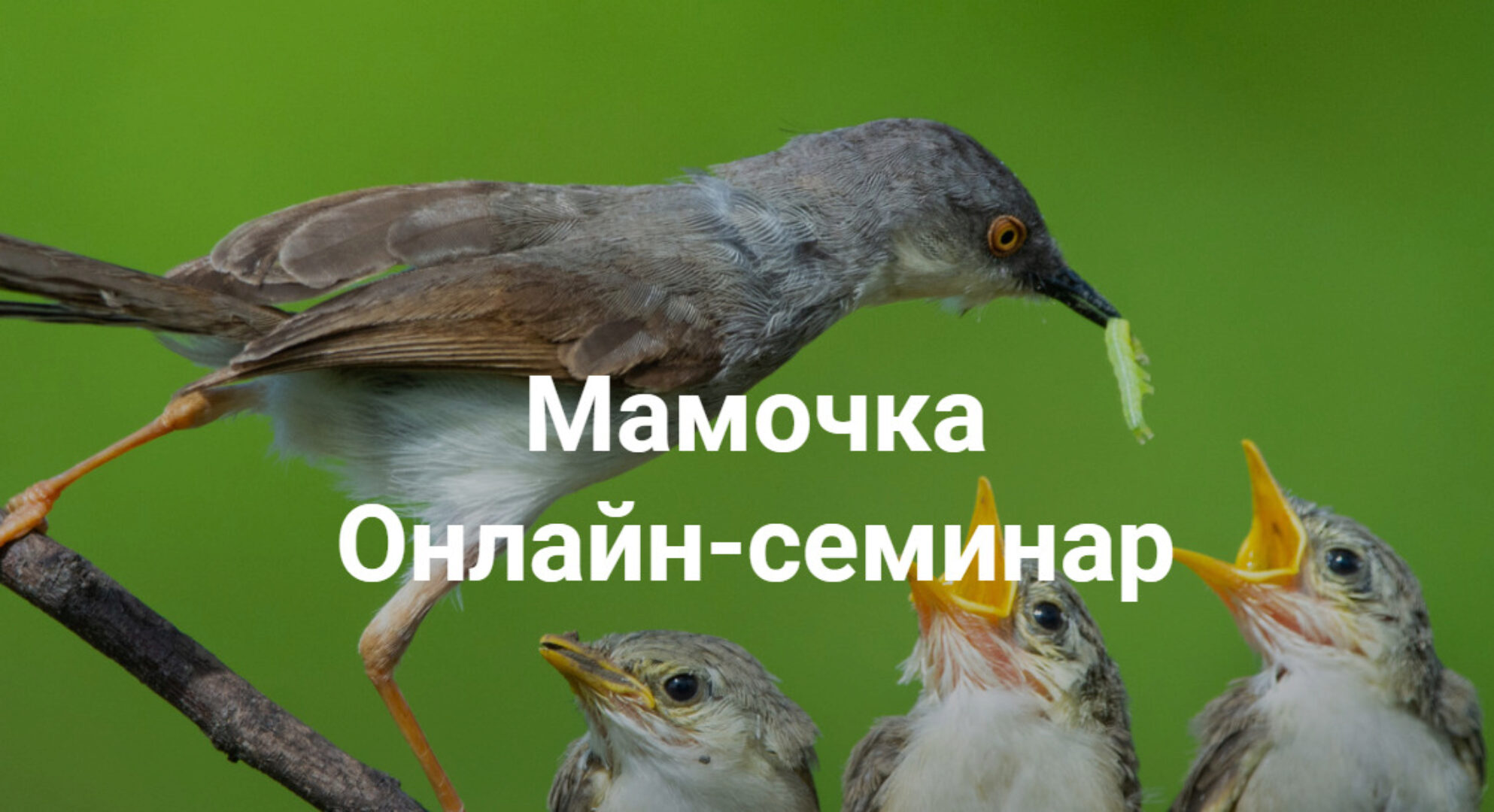 Мамочка (Елена Веселаго)