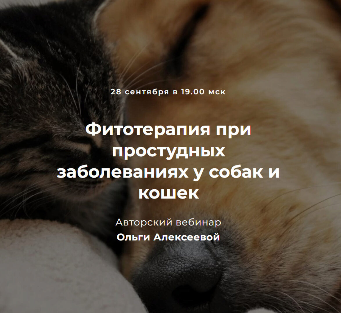 Фитотерапия при простудных заболеваниях у собак и кошек (Ольга Алексеева)