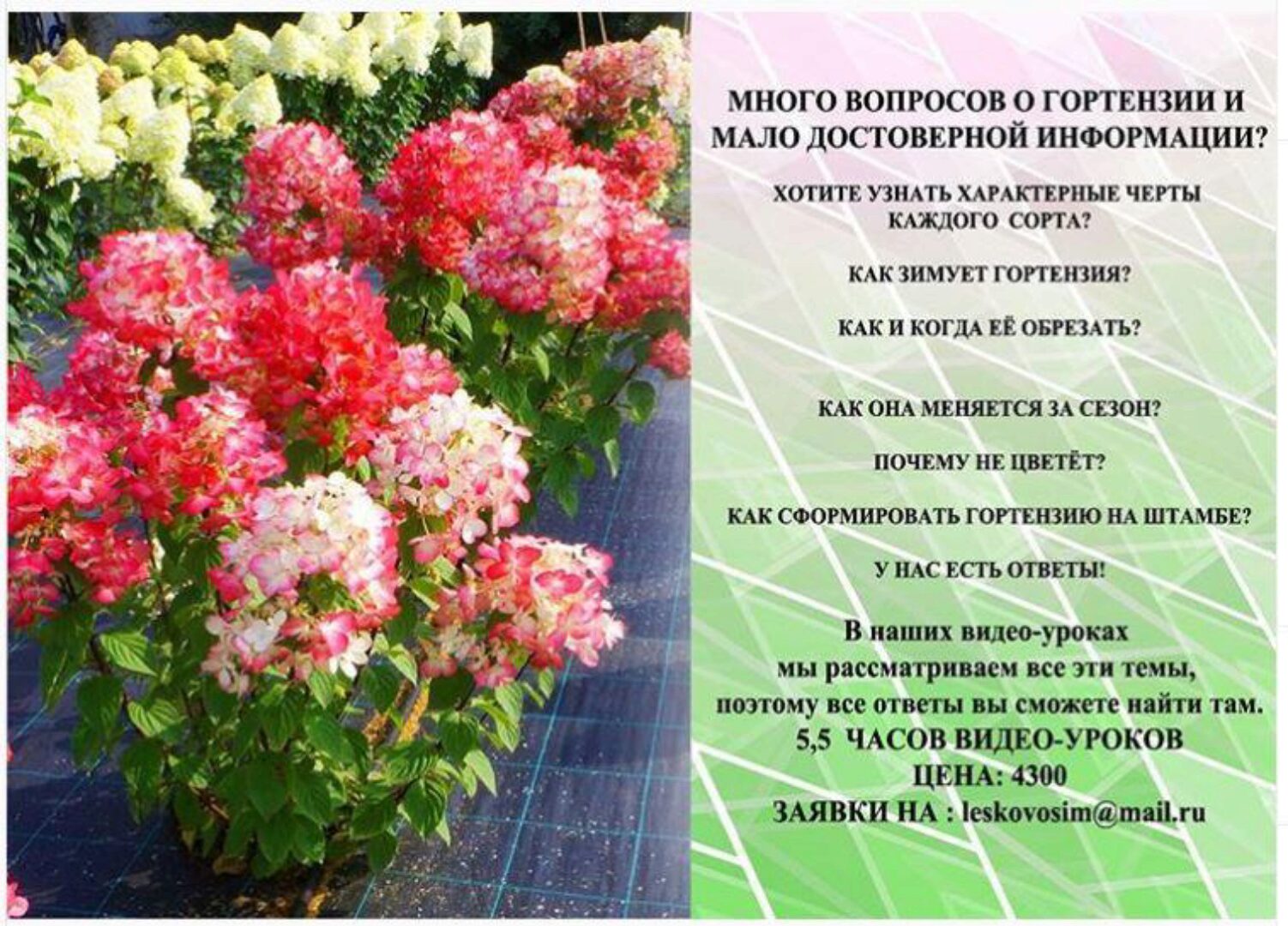 [Питомник Лесково] Все о гортензии