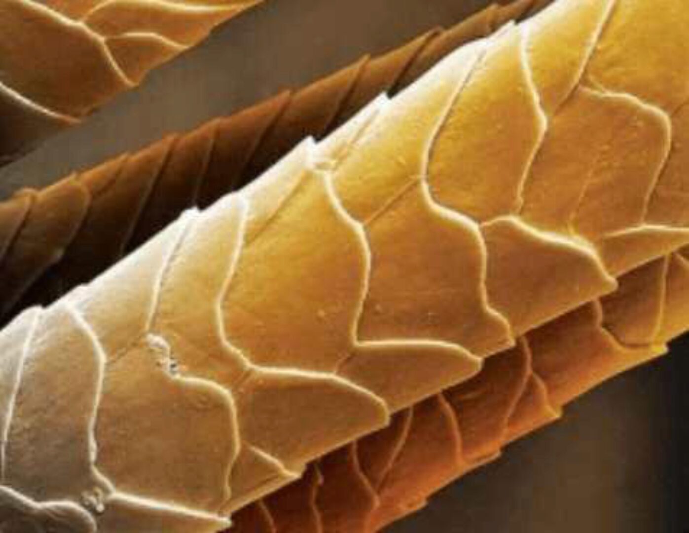 [Braidway] Нетрихология для брейдеров (Алексей Хазов)