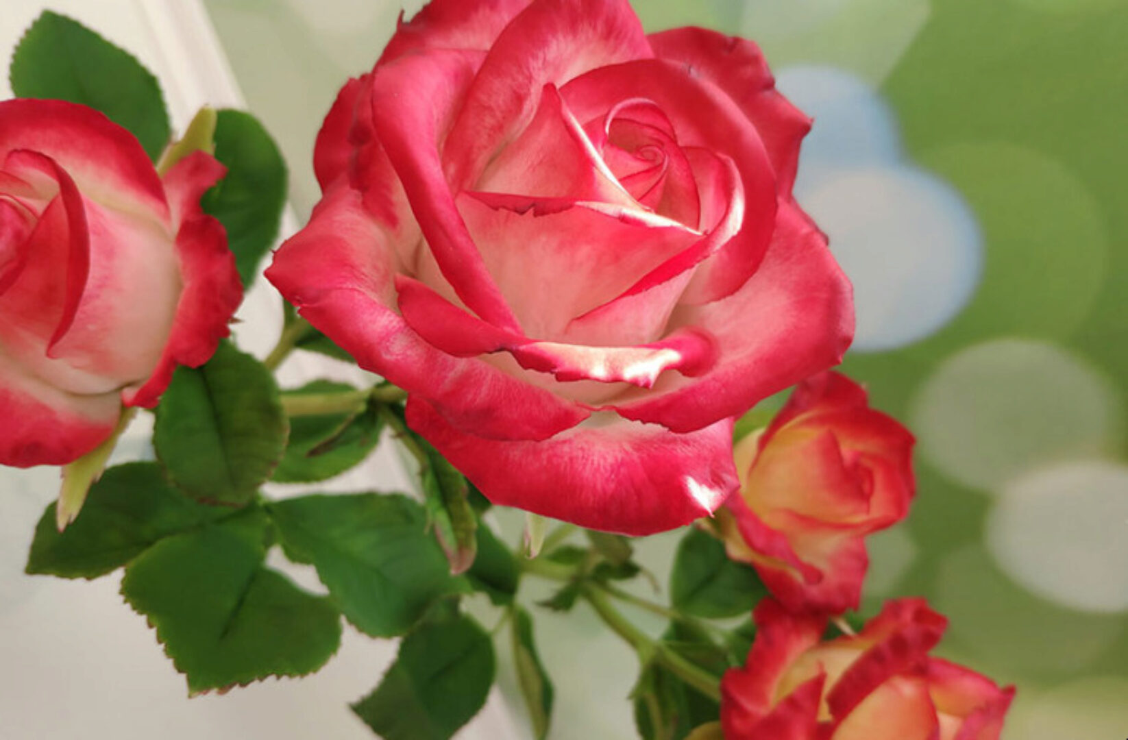 Лепка садовых роз из холодного фарфора (Мария Варганова)