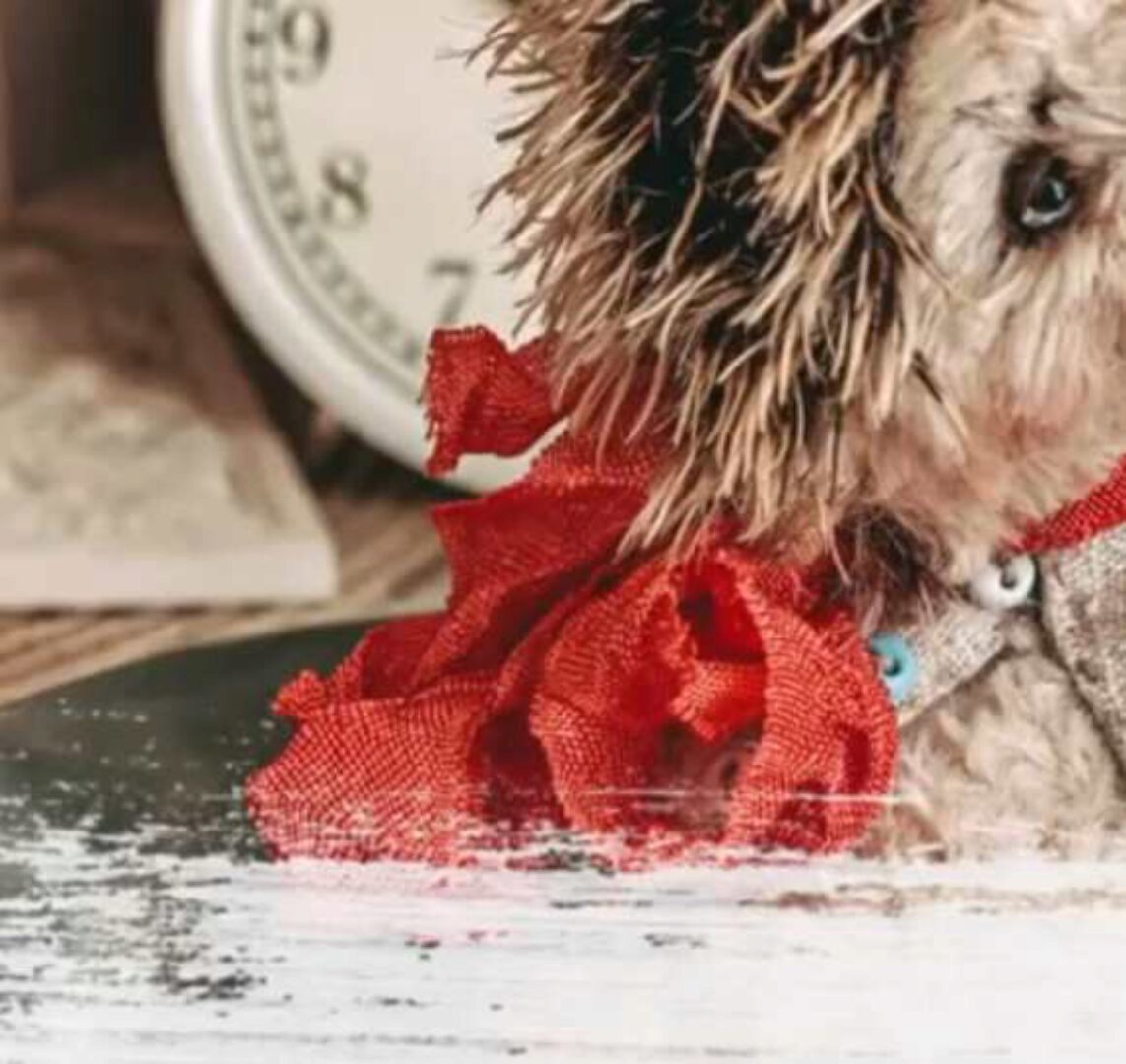 Teddy Ёжик (Женя Закерьина)