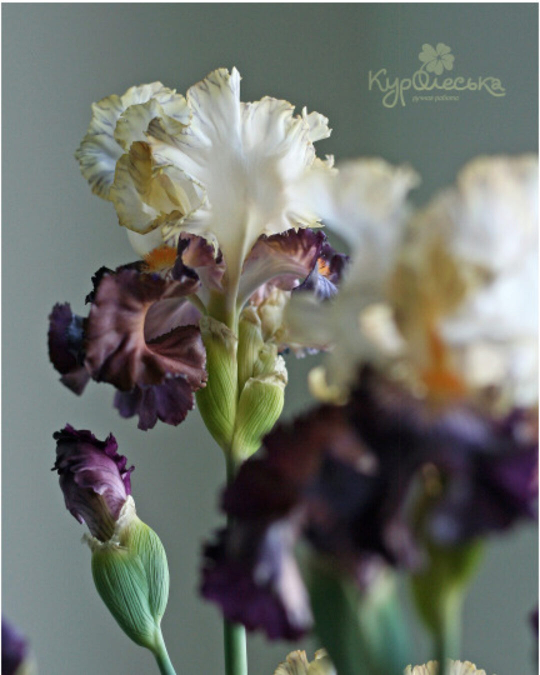 Ирис Бородатый (Олеся Богданович)