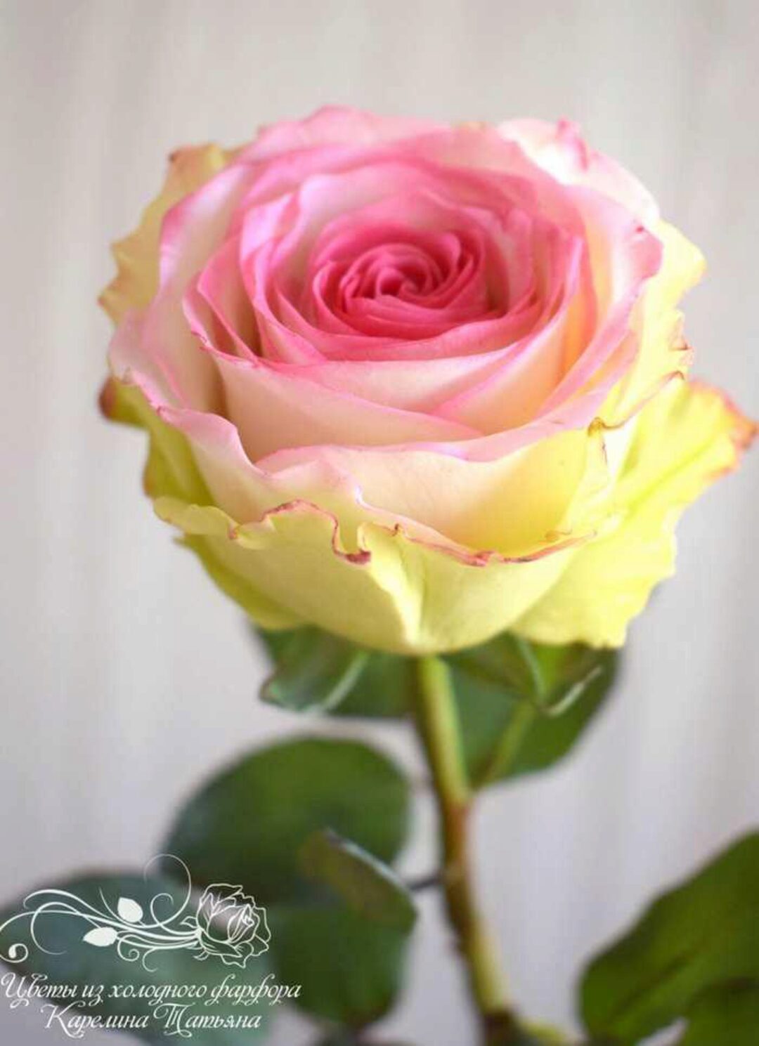 Роза Эсперанс (Татьяна Карелина)