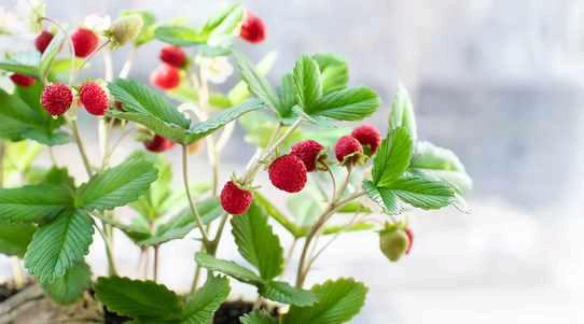 Земляника (Наталья Желонкина)