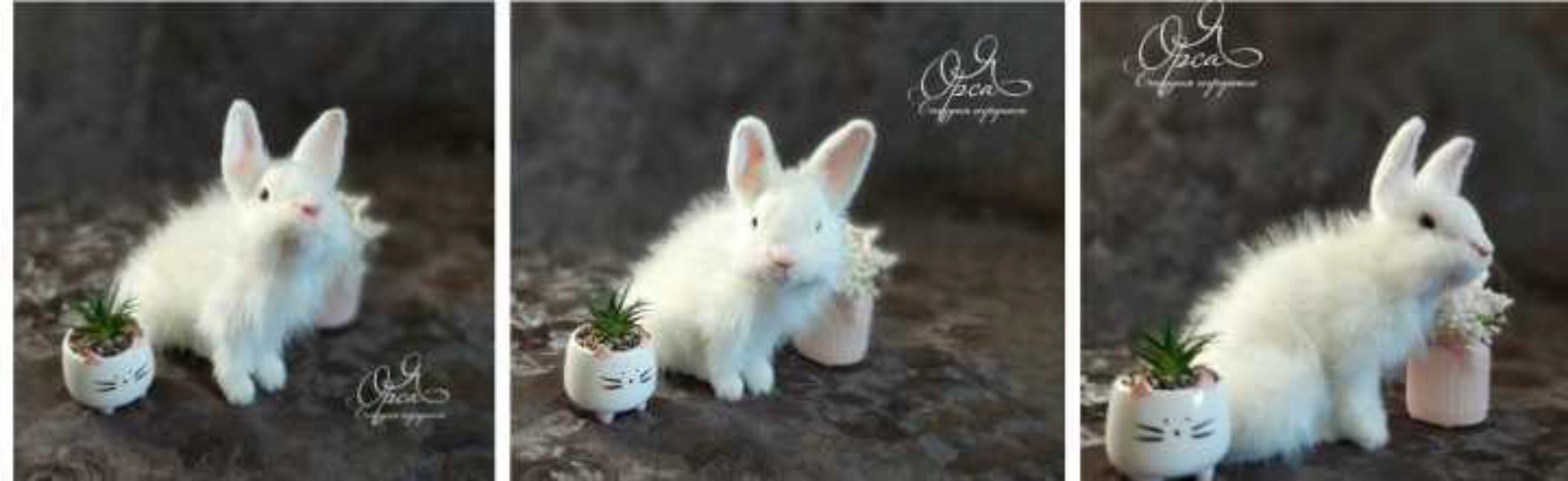 Кролик (Янина Орса)