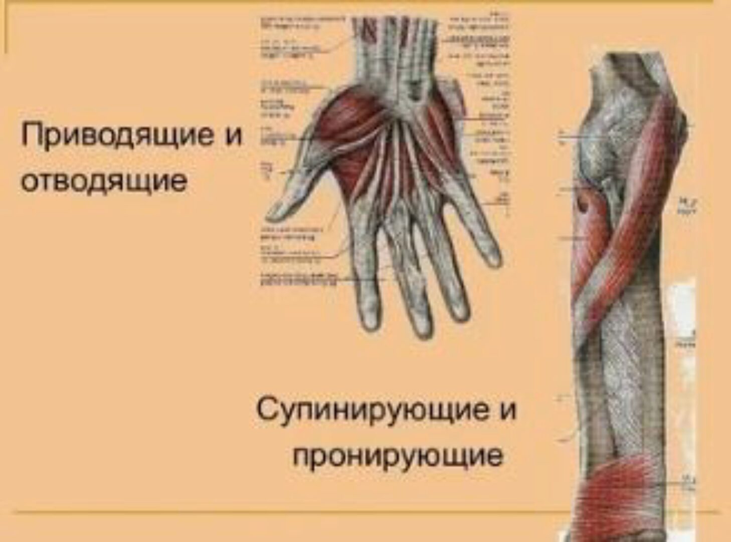 Функциональная анатомия мышц (Андрей Мочало)