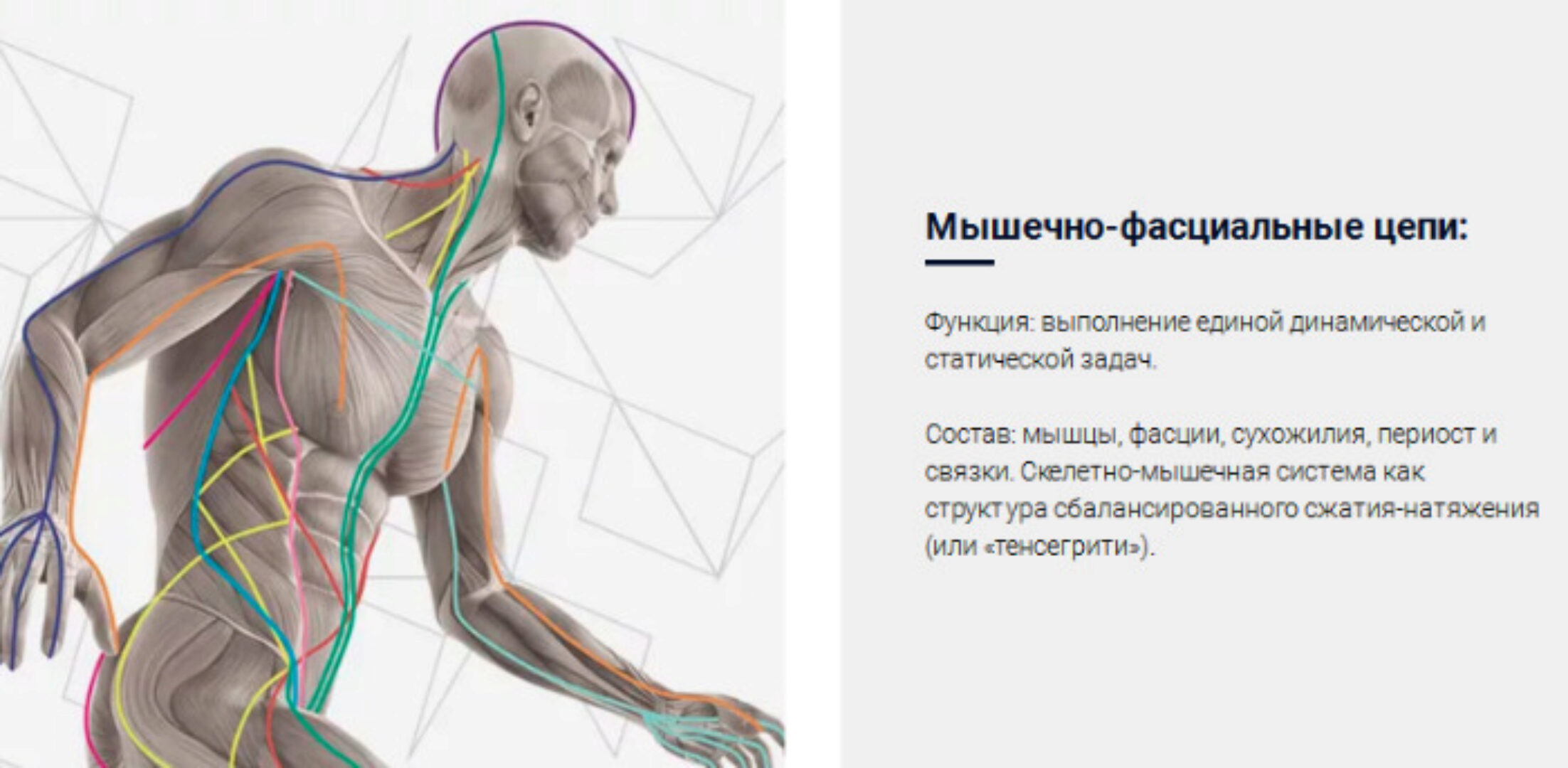 Мышечно-фасциальные цепи как система стабилизации мышечно-скелетной системы  (Людмила Васильева)