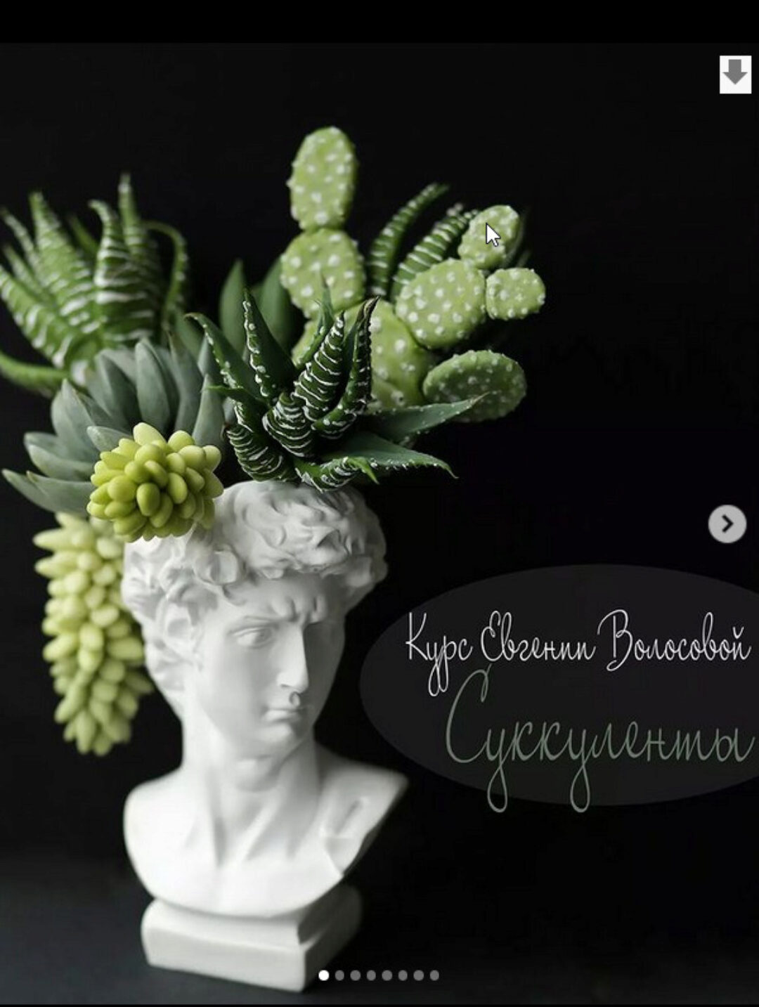 Суккуленты (Евгения Волосова)