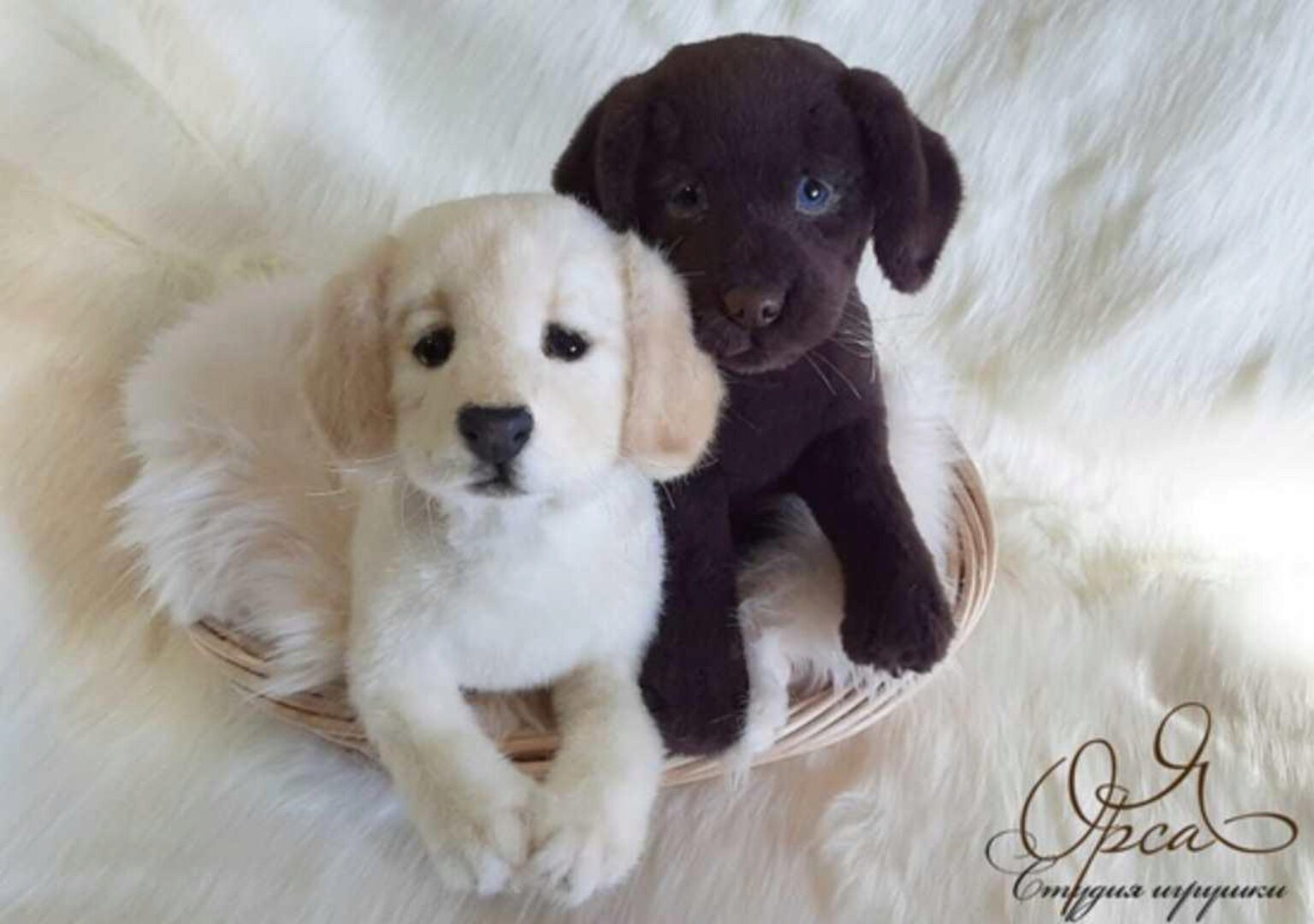 Лабрадор (Янина Орса)