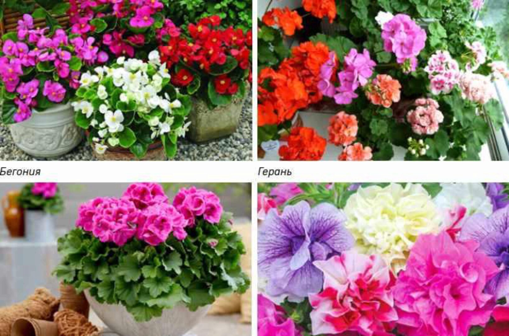 Календарь садовода (Strogoorganic)