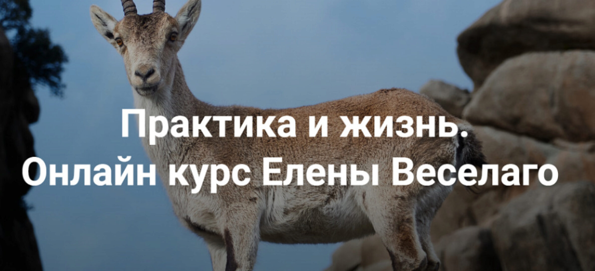 [Институт Открытого Поля] Практика и жизнь 2024. Ступень 2 (Елена Веселаго)