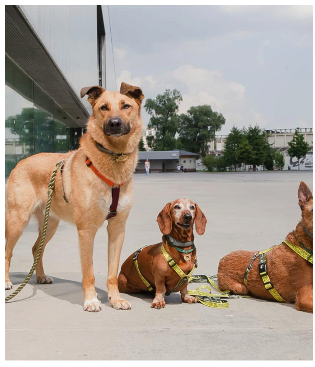 [Pi-Bo] Как отучить собаку лаять (Надя Пигарева, Оксана Тюльпинова)