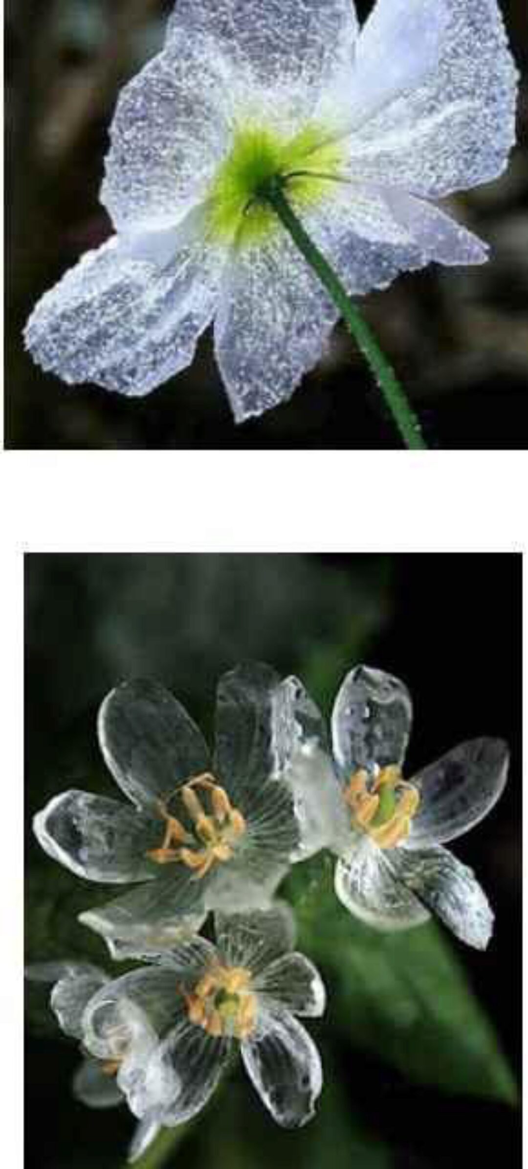 Рецепт прозрачного холодного фарфора «Полимерный хрусталь» или «Морское стекло» (anri-irene)