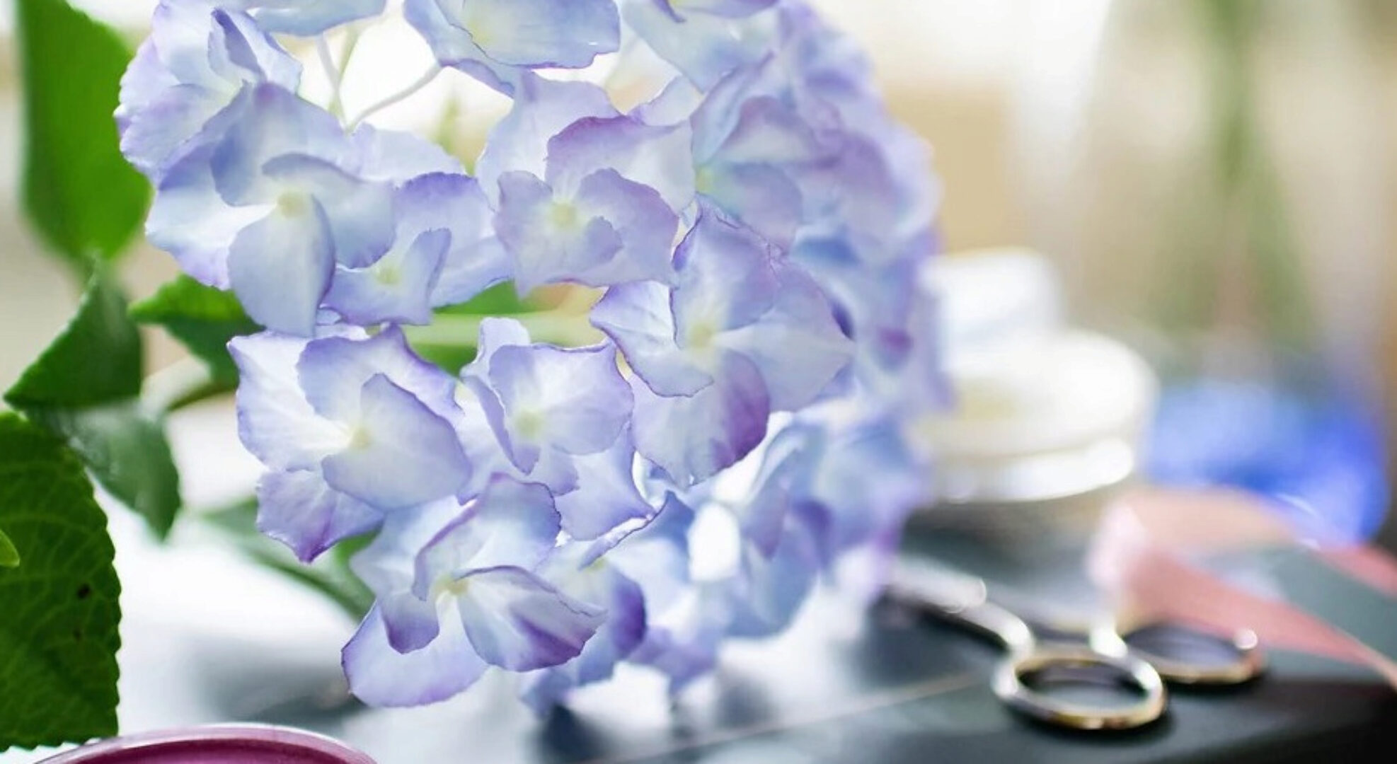 Гортензия (Наталья Желонкина)