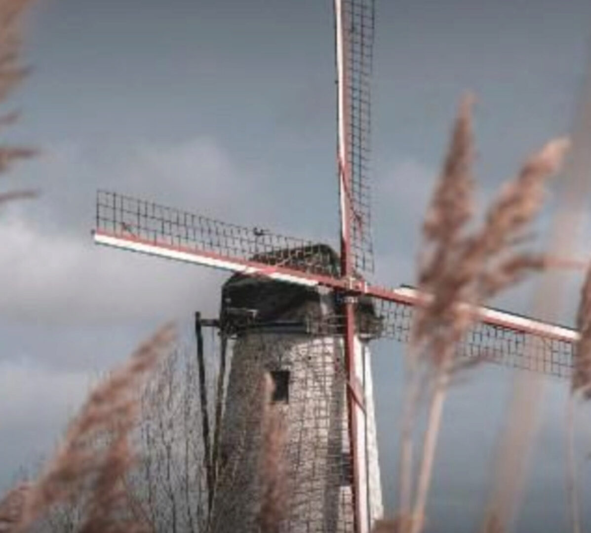 [Митра-Варуна]  Накшатра Свати. глубокий анализ (Анна Ласточкина)