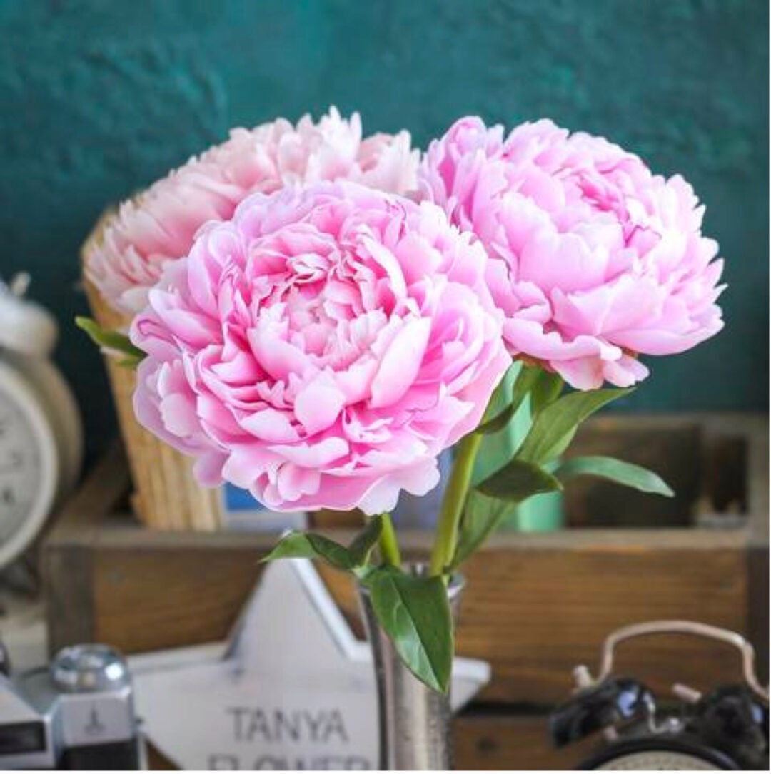 Пионы Сара Бернар (Татьяна Кононова) @tanyaflower